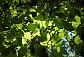 CORNUS MAS (CORNELIAN CHERRY)