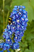 BUMBLE BEE ON DELPHINIUM