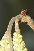 CORYLUS AVELLANA