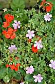 GERANIUM ENDRESSII WITH PELARGONIUM