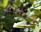 ARCTIUM LAPPA (GREATER BURDOCK)