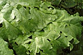 HAIL DAMAGE TO RHUBARB LEAVES