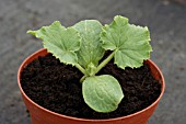 COURGETTE SEEDLING