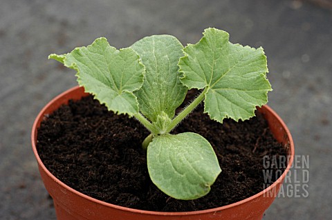 COURGETTE_SEEDLING