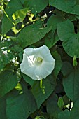 CALYSTEGIA SEPIUM (HEDGE BINDWEED)