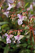 BUMBLE BEE ON IMPATIENS ROYLEI