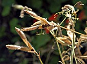 LATHYRUS ODORATUS (SEED PODS)