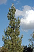 POPULUS ALBA (WHITE POPLAR)