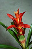 BROMELIAD GUZMANIA