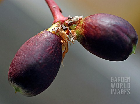 NECTARINES_ORGANIC_FRUIT