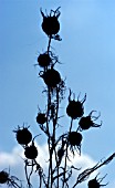 NIGELLA DAMASCENA SEEDHEADS AGAINST BLUE SKY