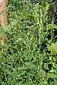 ATRIPLEX PATULA (COMMON ORACHE)