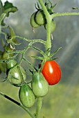 PLUM TOMATOES GROWING (ORGANIC)