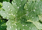 POWDERY MILDEW ON COURGETTE LEAF