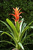 BROMELIAD GUZMANIA