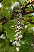 POWDERY MILDEW ON GRAPES