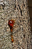 RESIN ON CHERRY TREE BARK