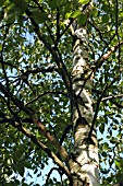 BETULA PENDULA (SILVER BIRCH)