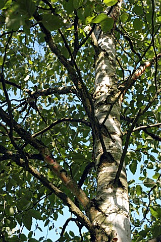 BETULA_PENDULA_SILVER_BIRCH