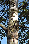 BETULA PENDULA (SILVER BIRCH)