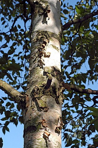 BETULA_PENDULA_SILVER_BIRCH