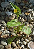 SONCHUS OLERACEUS (SMOOTH SOW THISTLE)