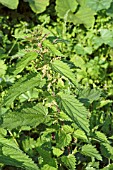 URTICA DIOICA (STINGING NETTLE)