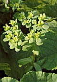 EUPHORBIA HELIOSCOPIA (SUN SPURGE)