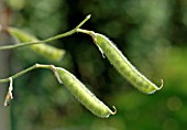 LATHYRUS (SWEET PEA SEEDPOD)