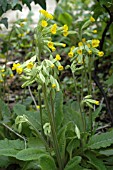 PRIMULA VERIS