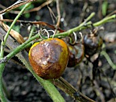 TOMATO BLIGHT