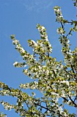 PRUNUS AVIUM BLOSSOM