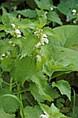 LAMIUM ALBUM (WHITE DEAD NETTLE)