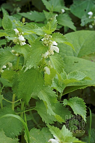 LAMIUM_ALBUM_WHITE_DEAD_NETTLE