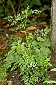 AETHUSA CYNAPIUM (FOOLS PARSLEY)