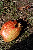 WASPS AND FLIES FEEDING ON APPLE (VESPULA VULGARIS AND CALLIPHORIA VOMITORIA)