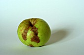 APPLE SCAB