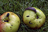 SLUGS ON APPLE