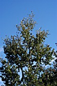 POPULUS TREMULA (ASPEN)