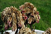 CELOSIA CARACUS (ARGENTEA CARACAS)