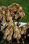 CELOSIA CARACUS (ARGENTEA CARACAS)