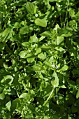 STELLARIA MEDIA (CHICKWEED)