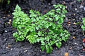 CHERVIL (ANTHRISCUS CEREFOLIUM)