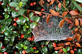 SPIDERS WEB ON COTONEASTER HORIZONTALIS