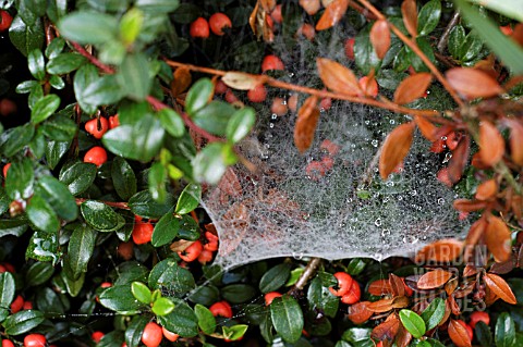 SPIDERS_WEB_ON_COTONEASTER_HORIZONTALIS