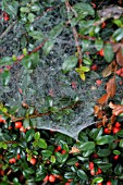 SPIDERS WEB ON COTONEASTER HORIZONTALIS