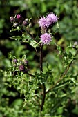 CIRSIUM ARVENSE (CREEPING THISTLE)