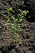 ERYSIMUM CHEIRANTHOIDES (TREACLE MUSTARD)