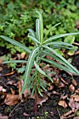 EUPHORBIA LATHYRIS,  CAPER SPURGE.