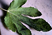 FUNGAL SPOT AND SOOTY MOULD ON FICUS CARICA LEAF